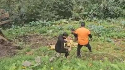 Rize'de yoldan aşağıya düşen inek vinç yardımıyla kurtarıldı