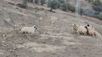 Erzincan'da boynuna kova takılan koyun, sürüyü korkuttu