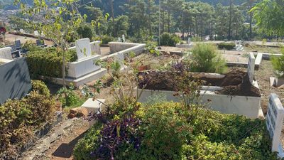 Marmaris'te yaban domuzlarının yeni adresi mezarlıklar