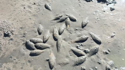 Siirt’te kuruyan Çayırlı Gölü’nde balıklar telef oldu