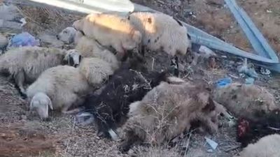 Bingöl'de kamyon şarampole yuvarlandı: çok sayıda hayvan telef oldu