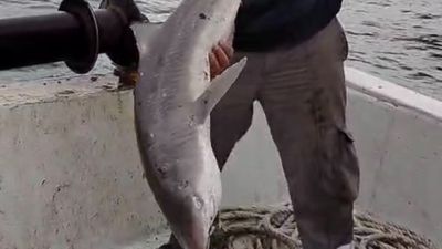 Bartın'da balıkçıların ağına köpek balığı takıldı