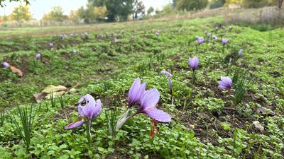 Karabük'te  'Dünyanın en pahalı baharatı' bilinen safran emin ellerde hazırlanıyor