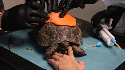 Ankara'da kabuğu kırılan kağlumbağaya protez yapıldı