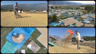 Çorum'da çeltikler sonbahar güneşinde kurutuluyor