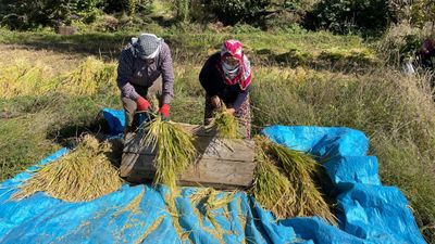 Artvin'de geleneksel yöntemlerle zorlu çeltik hasadı