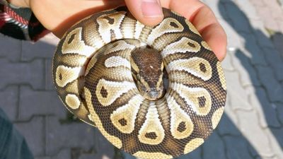 Konya'da kontrol sırasında cebinden yavru piton çıktı: Para cezası kesildi