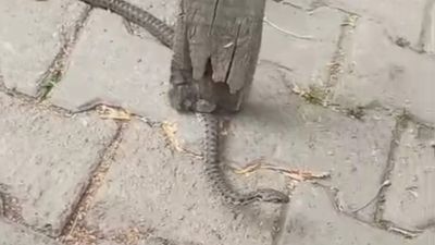 Hakkari'de mahalleliye korku yaşatan yılan 3 günlük nöbet sonrası yakalandı