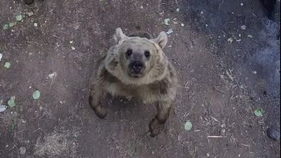 Bitlis'te ayıların dronla karşılaşmasında gülümseten anlar