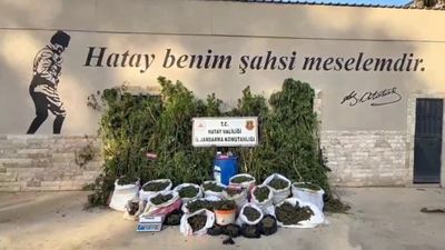 Hatay'da tarlada bin 876 kök kenevir ele geçirildi