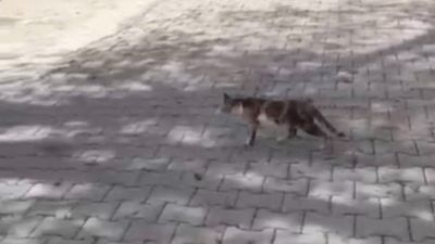 Osmaniye'de baygın yatan kediyi kalp masajı yaparak hayata döndürdü