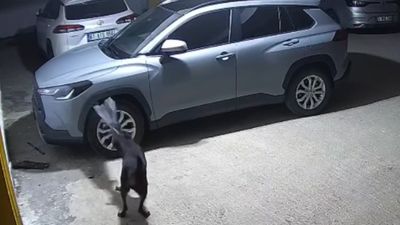 Trabzon'da kediyi kovalayan köpekler, saklandığı araca zarar verdi