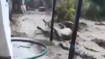 Aydın'da hayvanları sele kapılan köylü: Adam boyu sel geldi