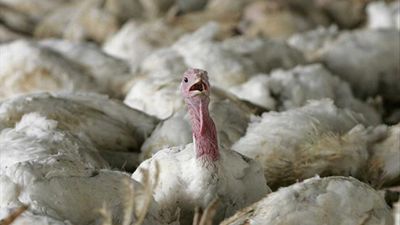 Almanya'da kuş gribi salgını: 180 binden fazla kümes hayvanı itlaf edildi