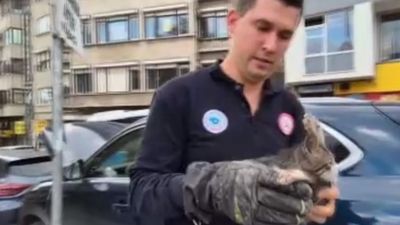 Tekirdağ'da otomobile giren kedi, basınçlı havayla kurtarıldı