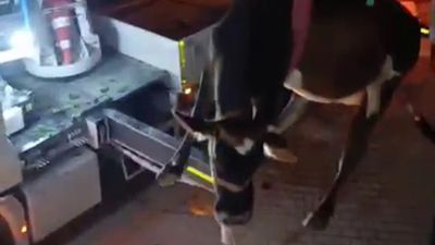 Hatay'da evin damında mahsur kalan inek vinçle kurtarıldı