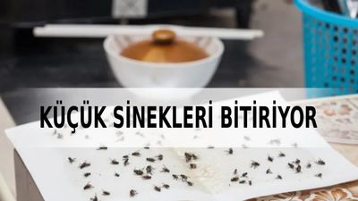 İki baharatla doğal sinek kovucu: Çöpe bile yaklaşamıyor