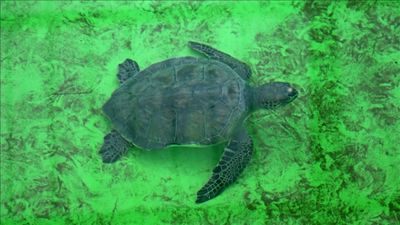 Küresel ısınma, caretta caretta yavrularının cinsiyetini de etkiledi