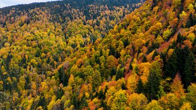 Gümüşhane'de Örümcek Ormanları'nda sonbahar