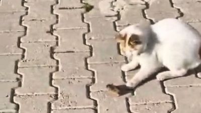 Elazığ'da kedinin fareyle oyunu