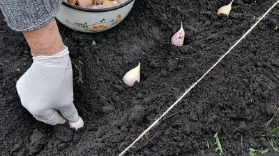 Ekim ayı bitmeden toprağa gömün, hasadı iki katına çıkarın