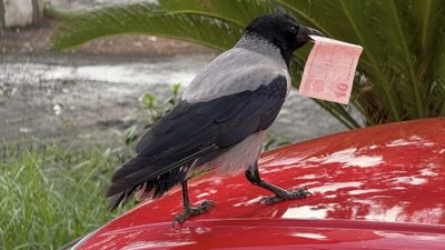 Hatay'da mizah amaçlı video çekmek isterken 10 TL'sini kargaya kaptırdı