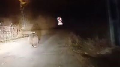 Sivas'ta ayıyı köpek sandı: Koca oğlan diyerek çağırdı