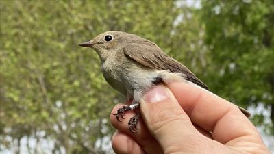 Yeni akım oldu: Tiktok'un "kuş testi" bakın ne işe yarıyor...