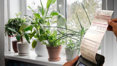 Isınırken tasarruf edin: Bu 3 bitki faturayı azaltıyor