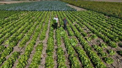 Hatay'da bulunan Amik Ovası’nda hasat edilen marul, 25 TL’ye satılıyor