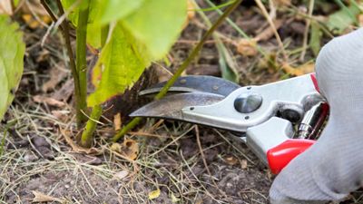 Baharda bahçeler şenlenecek: İşte kasım ayında budanması gereken bitkiler