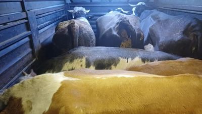 Artvin’de mandırada gasp ve hayvan hırsızlığı