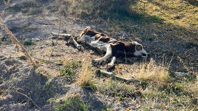 Nevşehir’de boş arazide 8 ölü buzağı bulundu