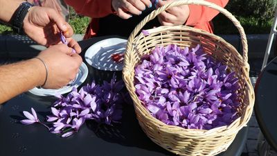 Karabük'te imece geleneği ile safran hasadı