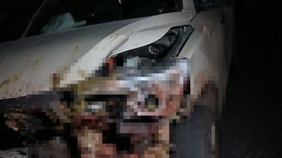 Elazığ’da kamyonetin çarptığı sürüde 30 küçükbaş hayvan telef oldu