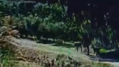 Hatay'da bahçesinde bağlı köpeği çaldılar