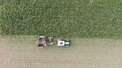 Kastamonu'da çiftçilerin zorlu pancar mesaisi: 1 dönüm alandan 5 ton ürün elde edildi