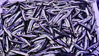 Trabzon'daki balıkçı tezgahlarında hamsi bolluğu: Kilosu 75 TL'den satılıyor