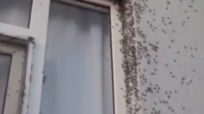 Siirt'te dehşete düşüren görüntü: Bir evin dış cephesini sinekler kapladı