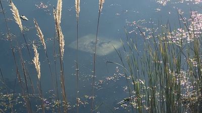 Tokat'ta ehliyetsiz sürücü araçla gölete düştü