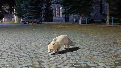 Kars'ta tilkiyi bisküvi ile besledi: O anları kayda aldı
