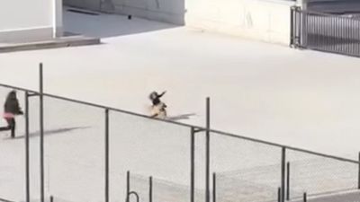 Çorum'da okul bahçesine giren köpek paniğe neden oldu: Öğrenciler kaçmaya çalıştı