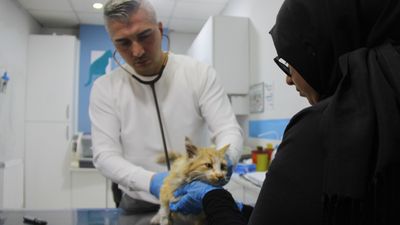 Sivas'ta 'Kedi AIDS'i uyarısı: Tedavisi yok