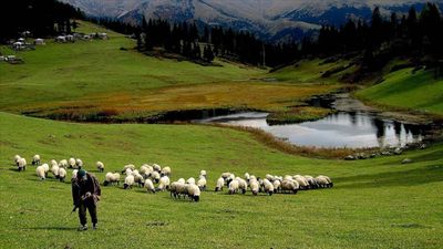 Hayvancılık desteklemeleri uygulanmasında düzenleme
