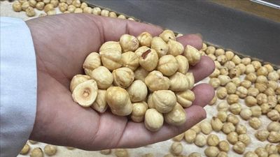 Fındık ihracatı geliri açıklandı