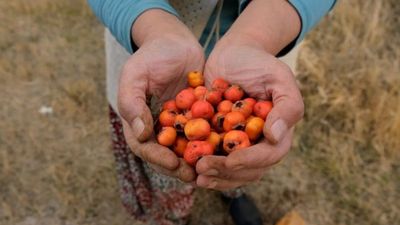 Hasadı başladı: Tansiyonu dengeliyor, bağırsakları çalıştırıyor