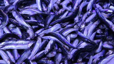 Çorum'da hamsinin kilosu 40 liraya düştü: Kuyruk oluştu