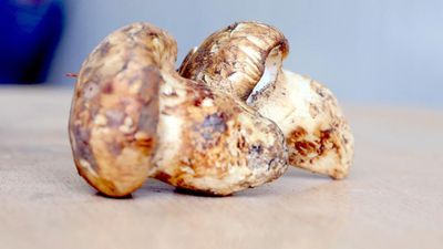 Adana'da sedir mantarı çıktı: Japonlar yoğun ilgi gösteriyor