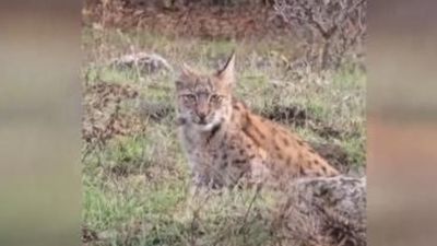 Karabük'te nesli tehlike altındaki vaşak görüntülendi