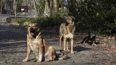 Erzurum, başıboş sokak köpeği sorununu çözdü: Sayı sıfırlandı